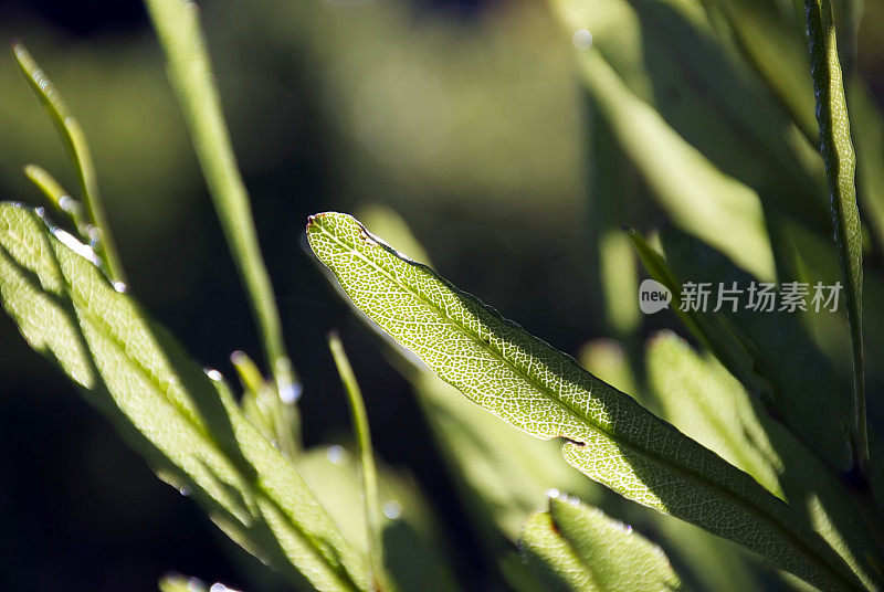 Akeake，一种绿色的啤酒花灌木(Dodonaea Viscosa)